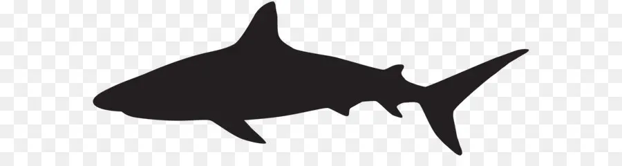 Tubarão，Silhueta PNG