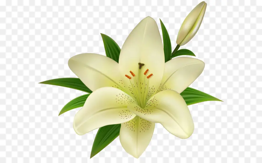 Flor，Páscoa Lily PNG