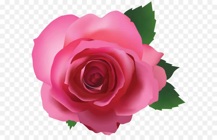 Rosa，Cor De Rosa PNG