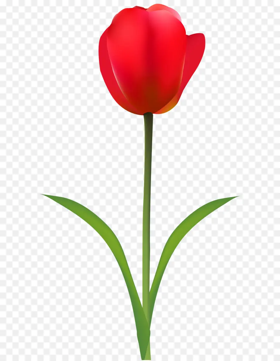 Tulipas Vermelhas，Primavera PNG