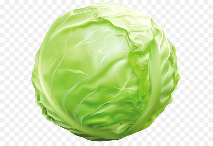 Vegetal，Repolho PNG