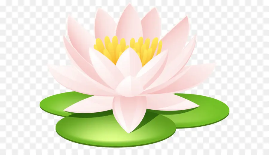 Nelumbo Nucifera，Cura PNG