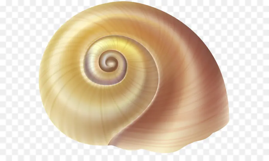 Gastrópodes，Seashell PNG