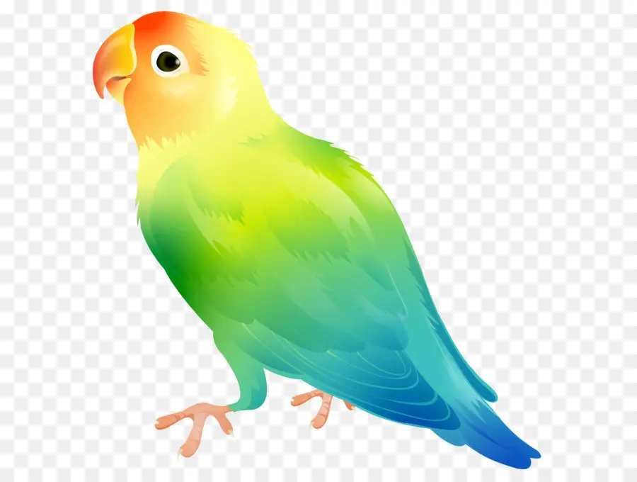 Papagaio，Aves PNG