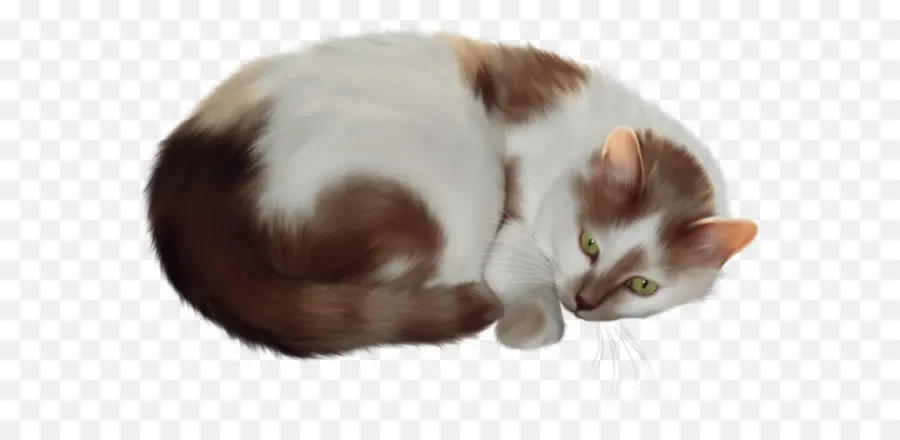 Persa Gato，Siamese Cat PNG
