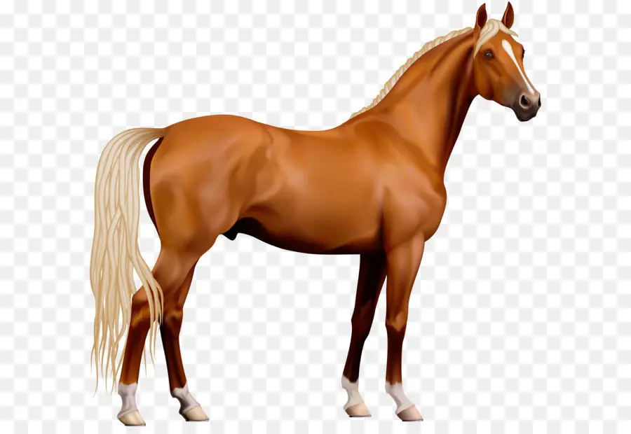 Americana Paint Horse，Garanhão PNG
