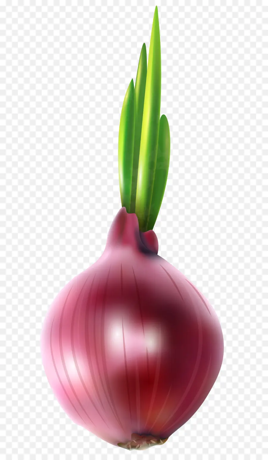 Florescendo Cebola，Anel De Cebola PNG