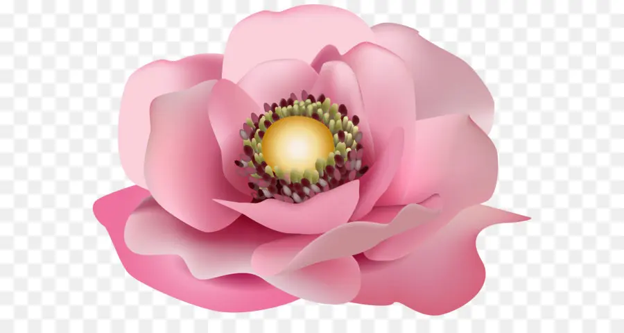 Flor，Cor De Rosa Flores PNG