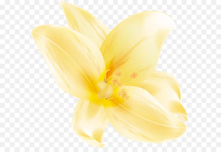 Flor，Lilium PNG