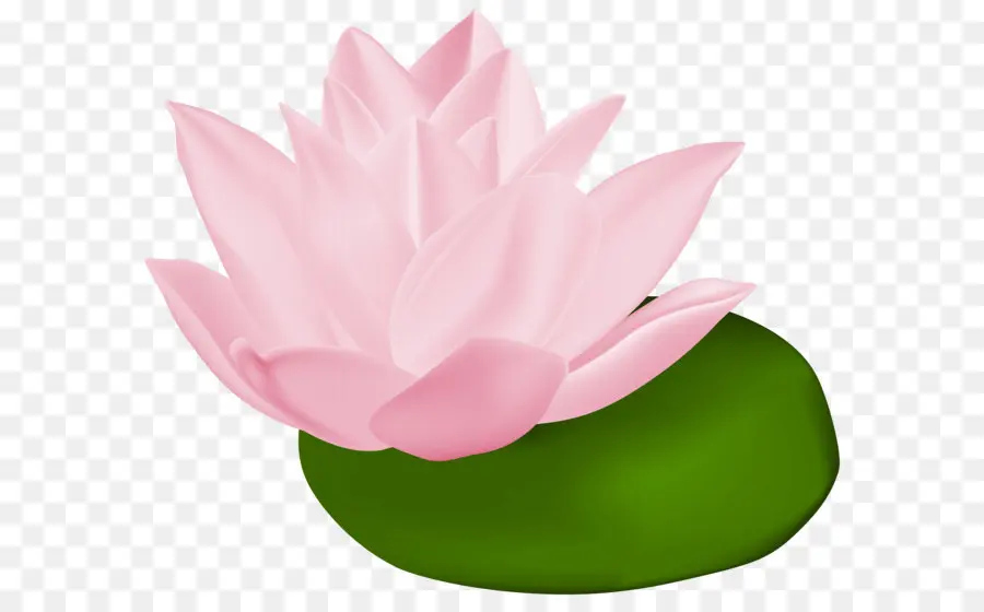 Lótus Rosa，Folhas Verdes PNG