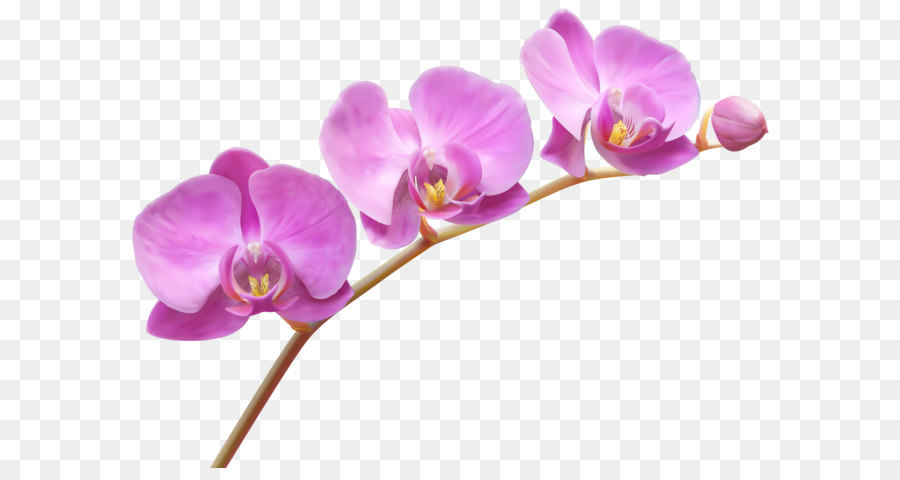 Orquídeas, Flor, Violeta png transparente grátis