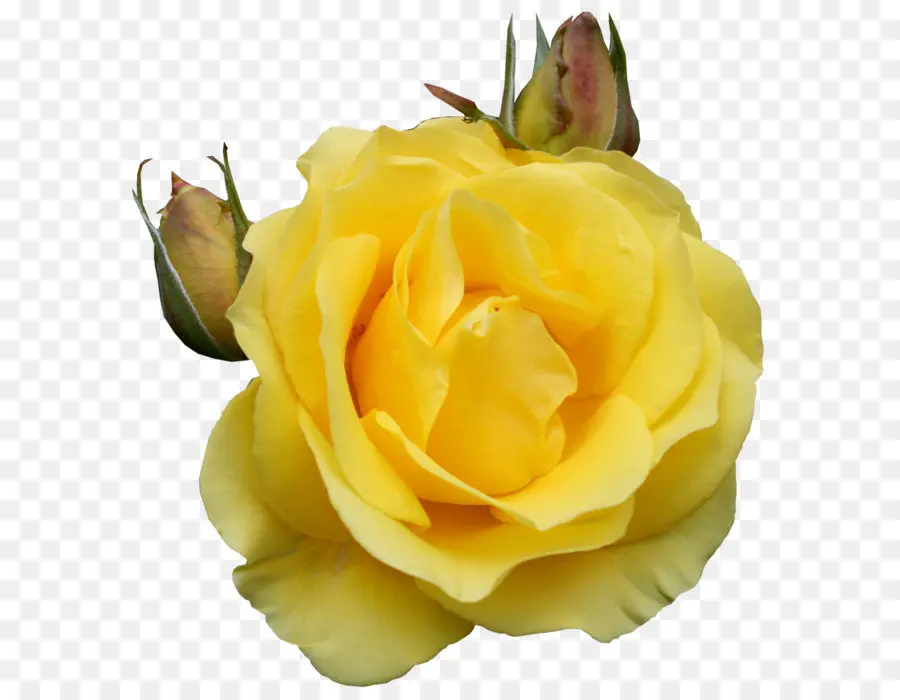Rosa，Amarelo PNG