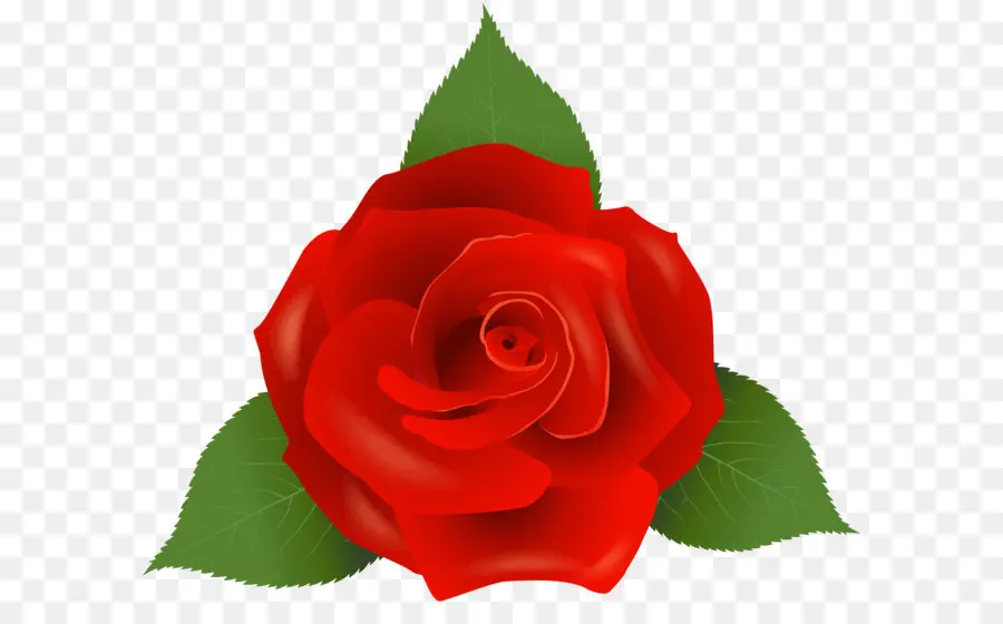 Centifolia Rosas，Rosa Gallica PNG