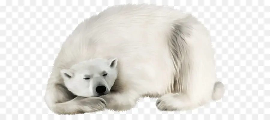 Urso Polar Dormindo，Branco PNG