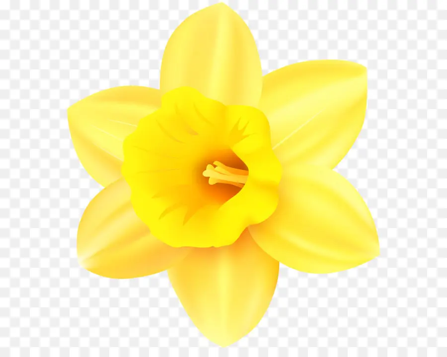 Narcissus，A Floração Da Planta PNG