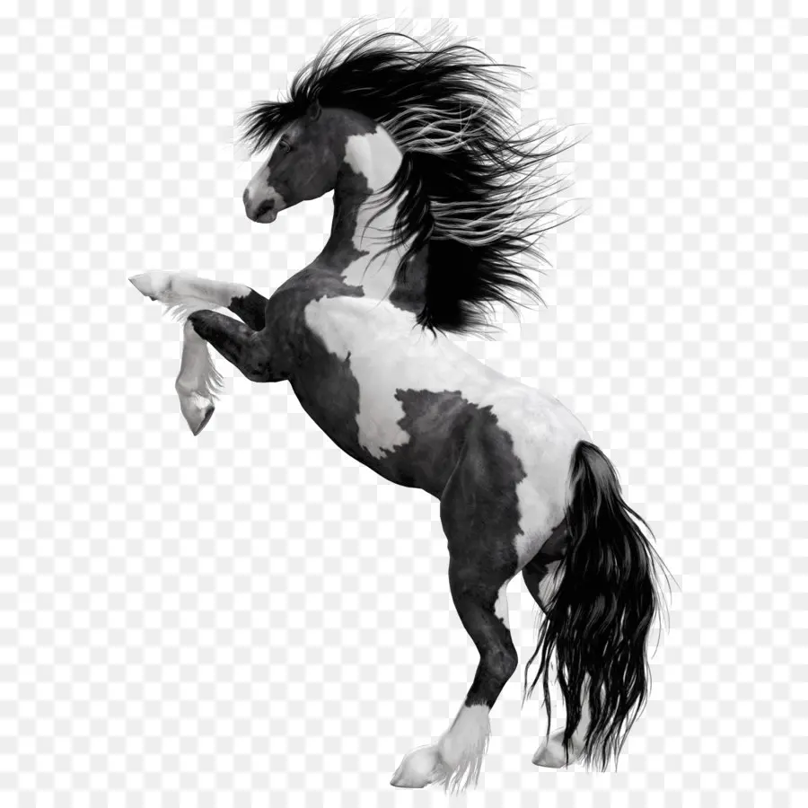 Mustang，Americana Paint Horse PNG