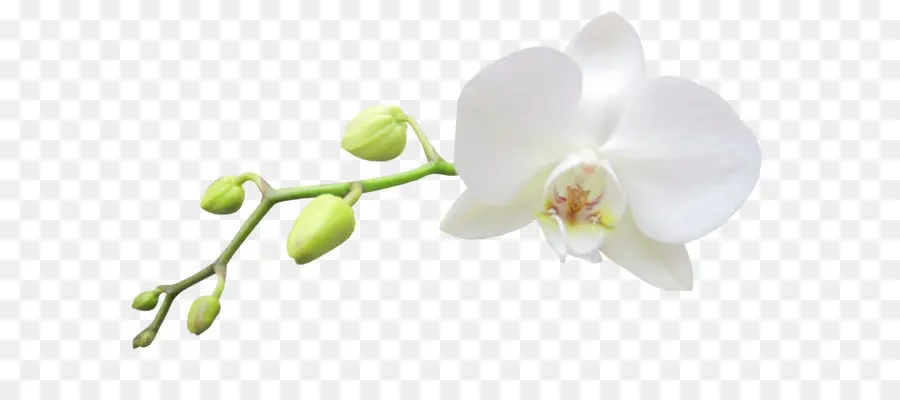 Senhora S Chinelo Orquídeas，Moth Orquídeas PNG