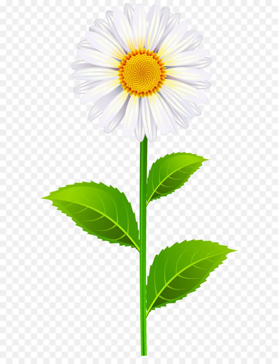 Ambiente De Trabalho Papel De Parede，Argyranthemum Frutescens PNG