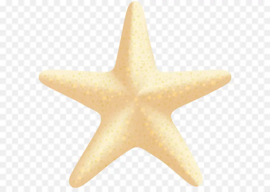 Estrela Do Mar，Invertebrados PNG