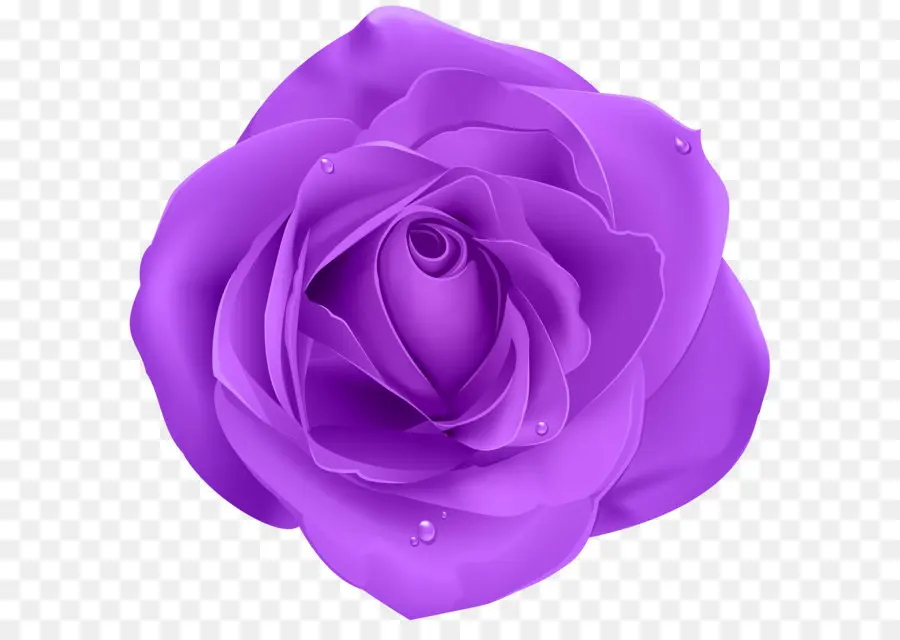 Rosa，Roxo PNG