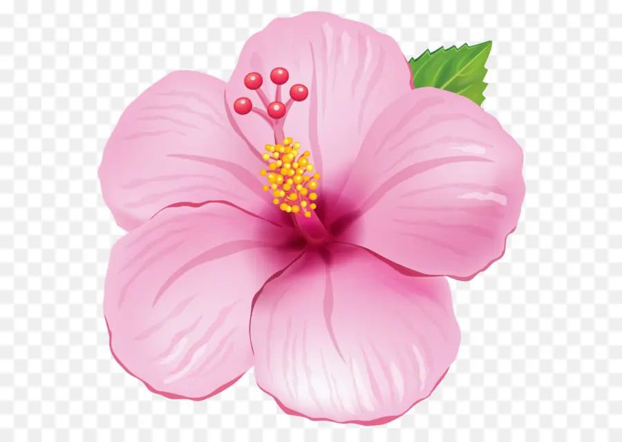 Flor Rosa，Hibisco PNG