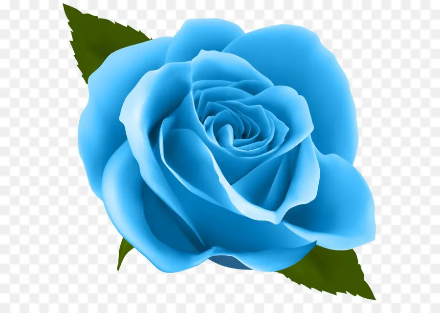 Rosa，Flor PNG