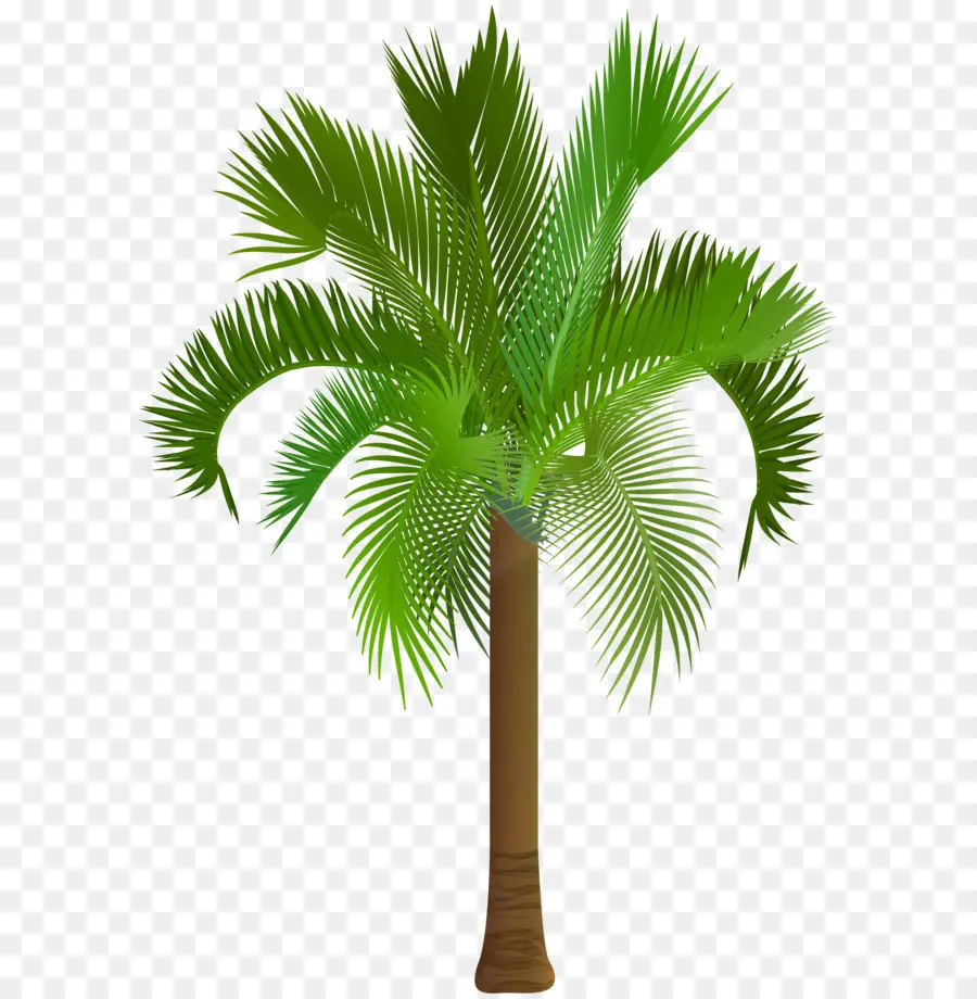 Arecaceae，Royalty Livre PNG