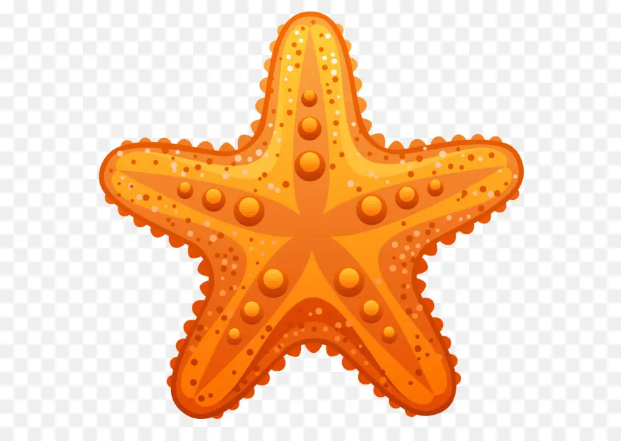 Estrela Do Mar，Desenho PNG