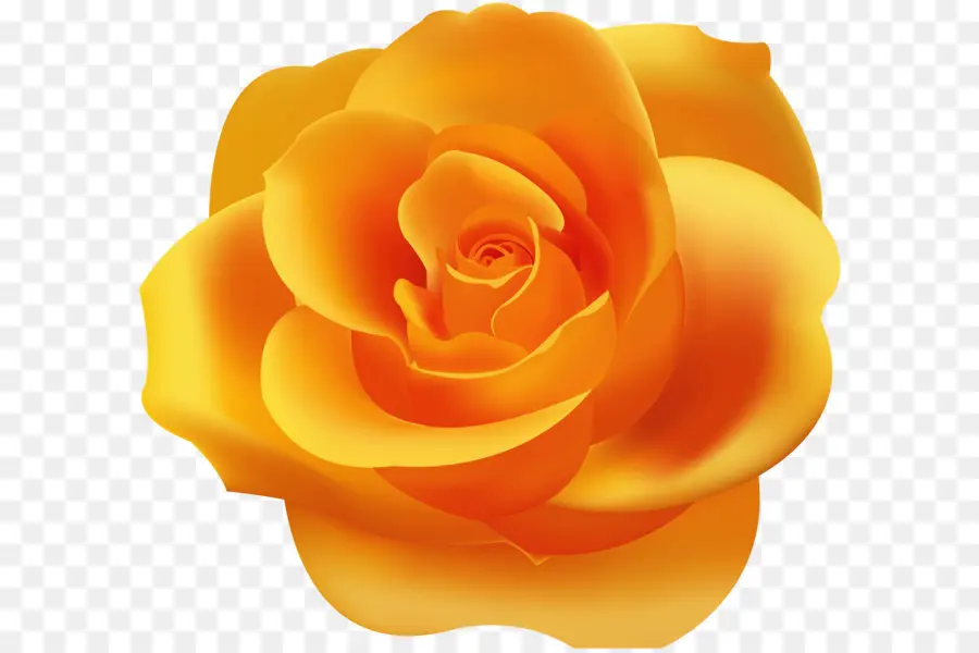 Amarelo，Rosa Amarela PNG