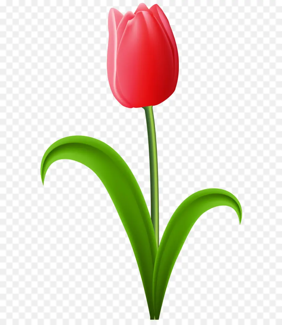 Tulip，Flor PNG