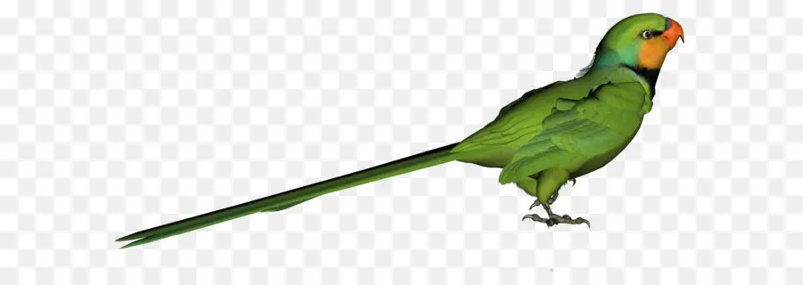 Papagaio，Aves PNG