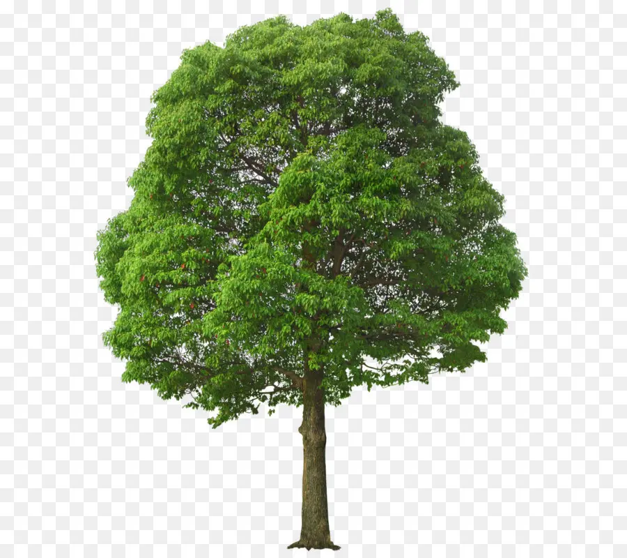 Pessoas Preto，árvore PNG