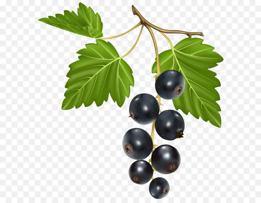 Groselha，Berry PNG