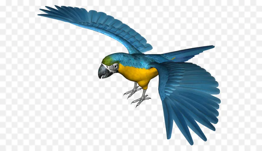 Papagaio，Aves PNG