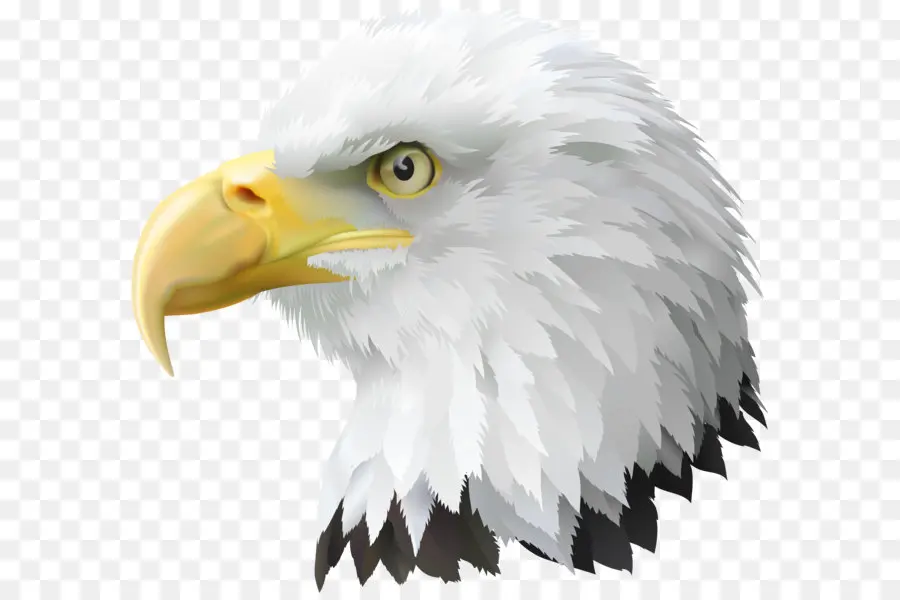 Estados Unidos，águia Careca PNG