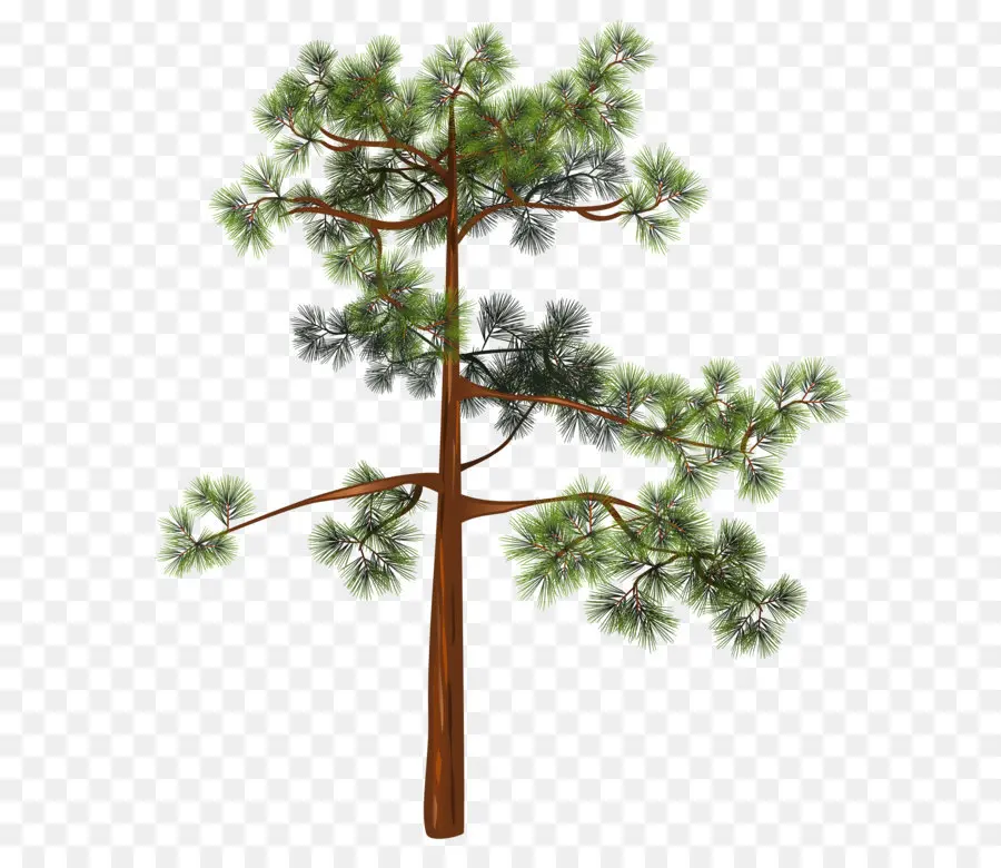 Pine，Fir PNG