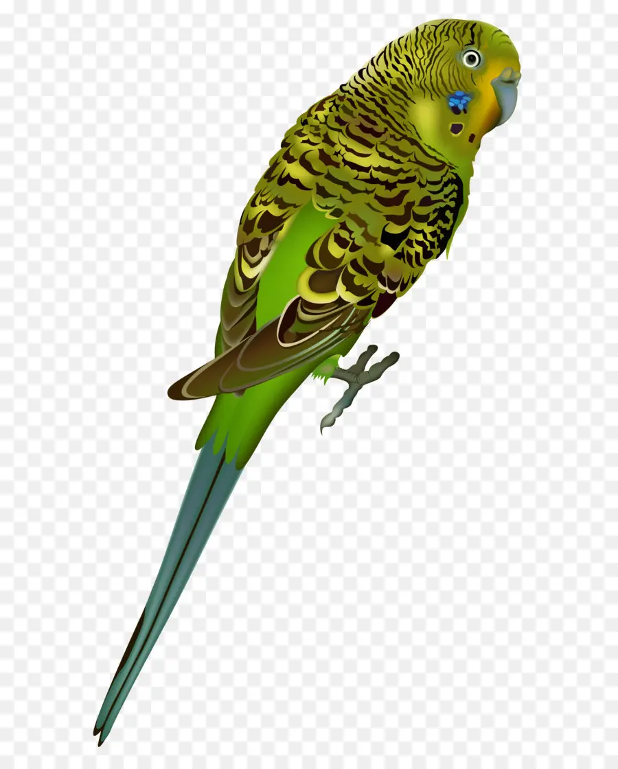 Periquito，Aves PNG