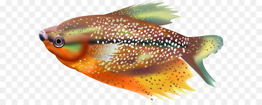 Peixe，Aquático PNG