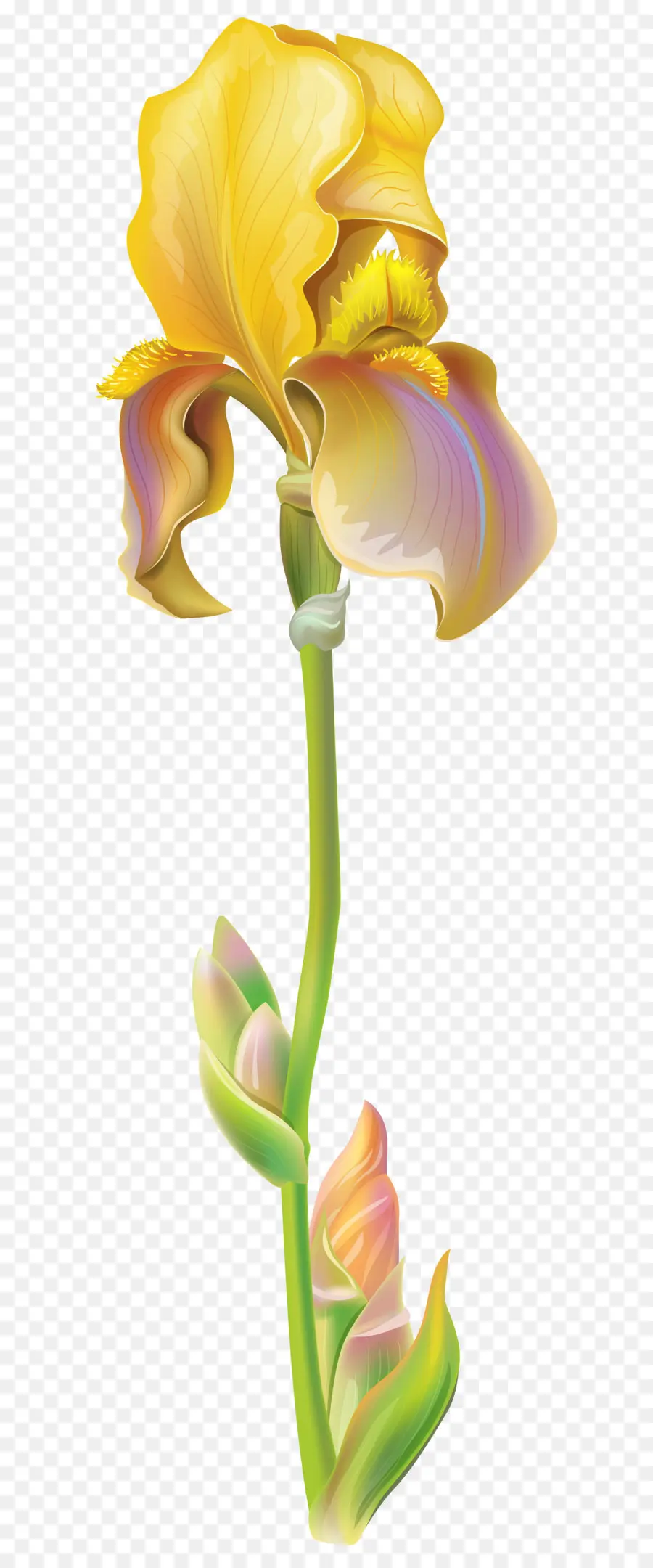 Iris Versicolor，Iris Pseudacorus PNG