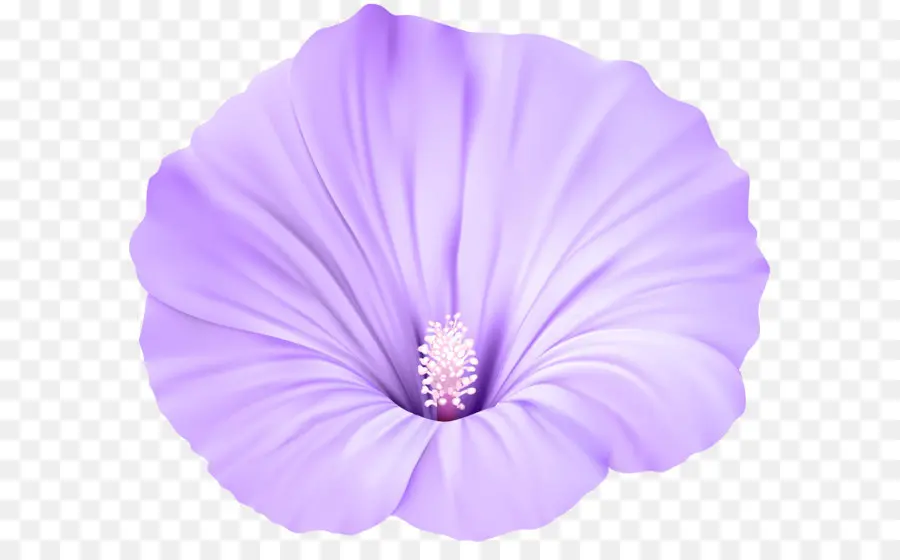 Flor，Violeta PNG