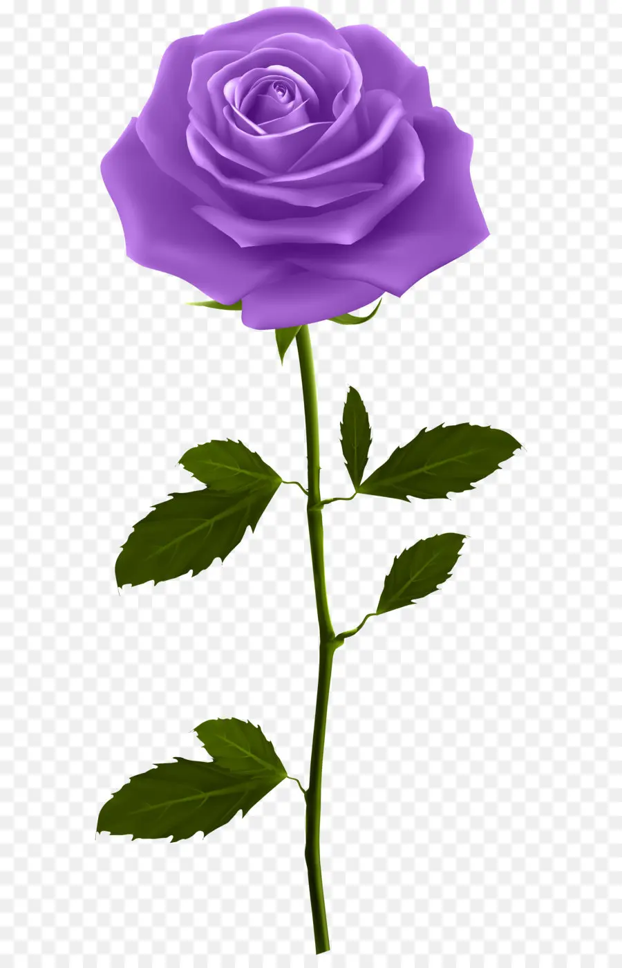 Rosa，Azul Rosa PNG