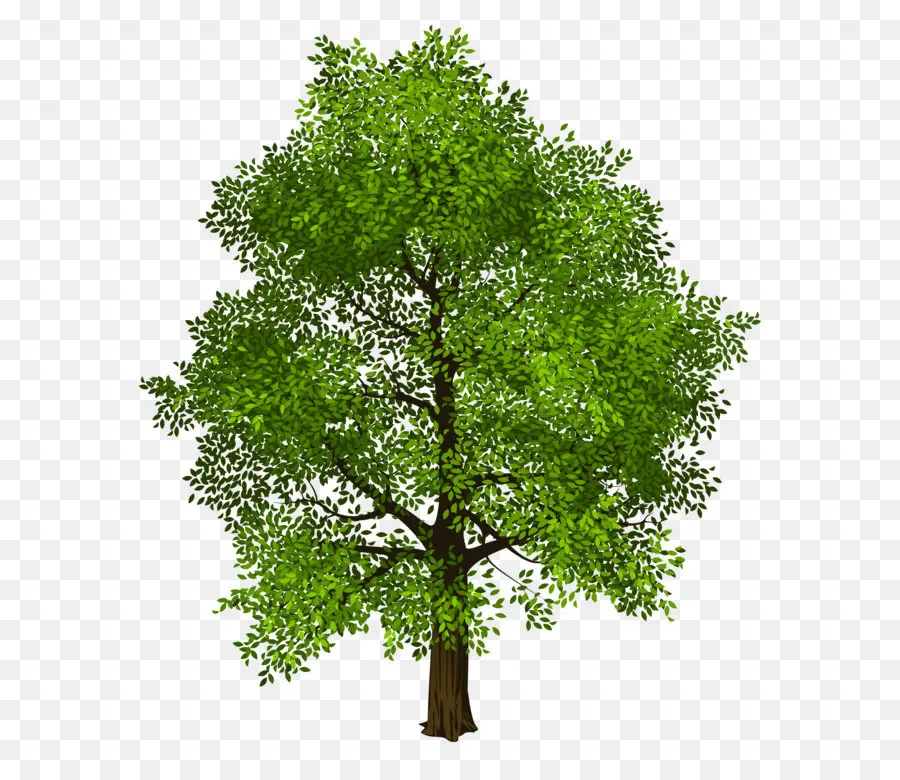 árvore，Arecaceae PNG