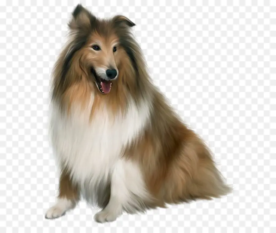 Dálmata Cão，Whisky Collie PNG