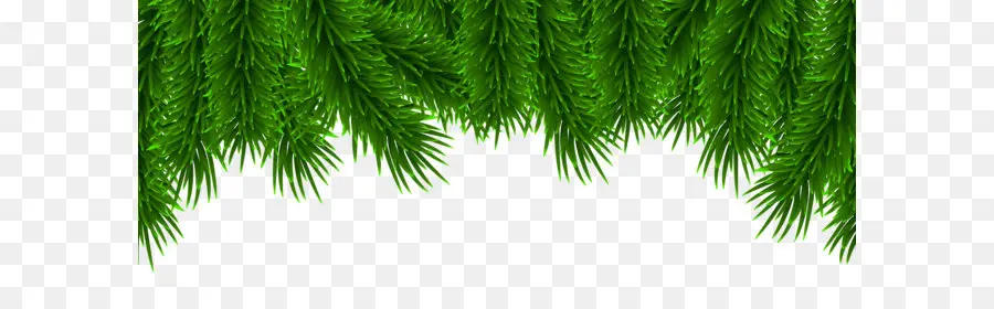 Pine，Fir PNG