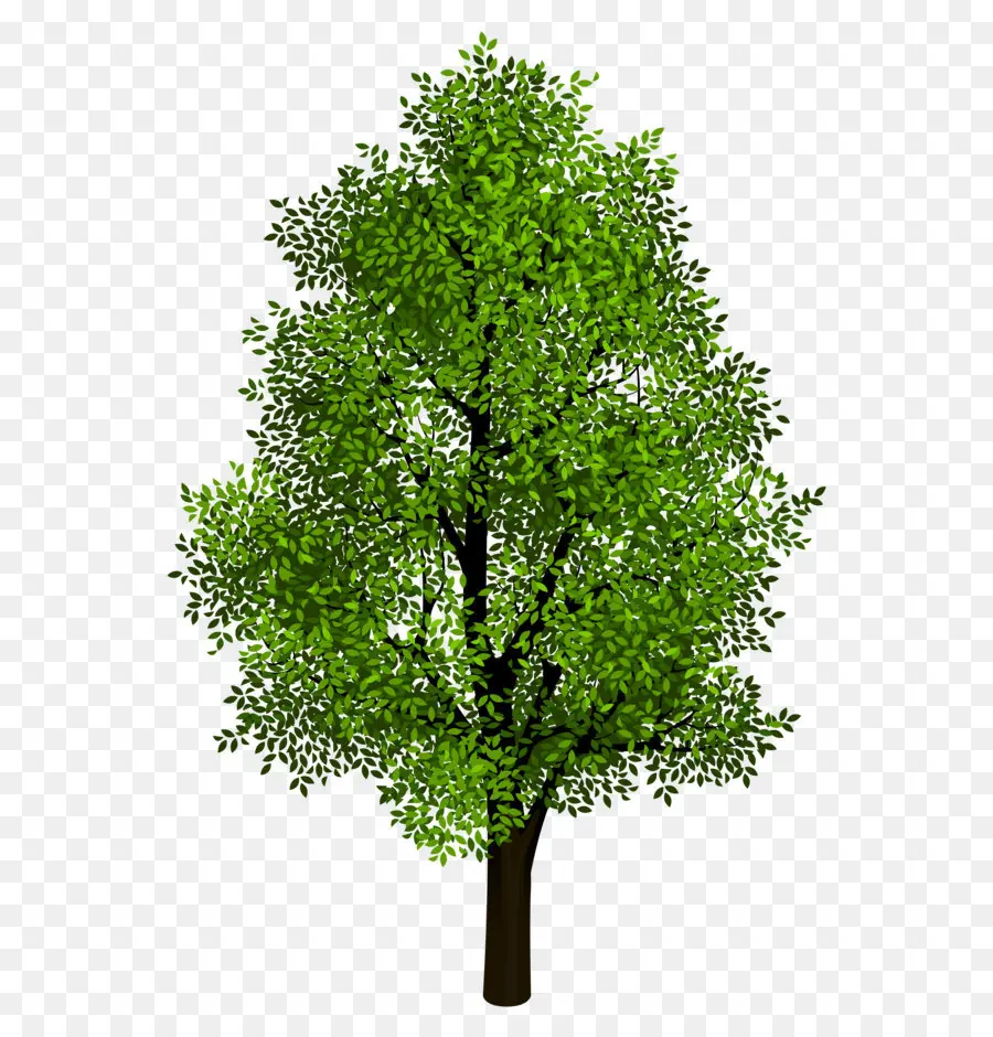 árvore，Isométrica Projeção PNG