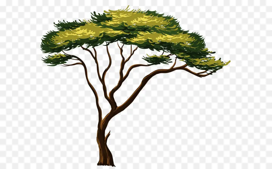 Afro árvores，árvore PNG