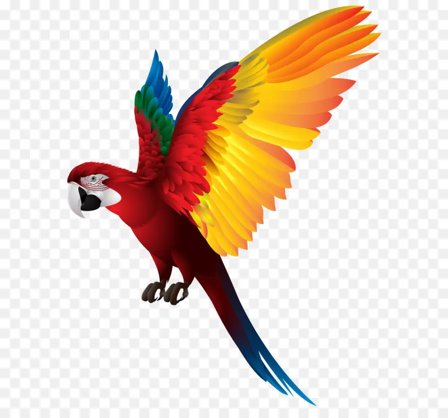 Aves，Verdadeiro Papagaio PNG