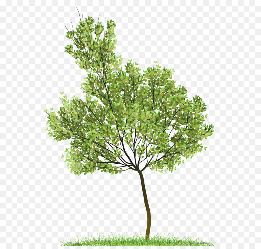 árvore，Luz PNG