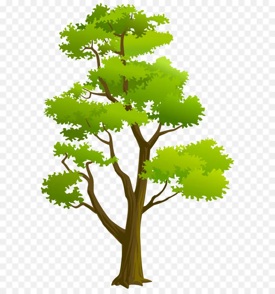 árvore，Woody Planta PNG
