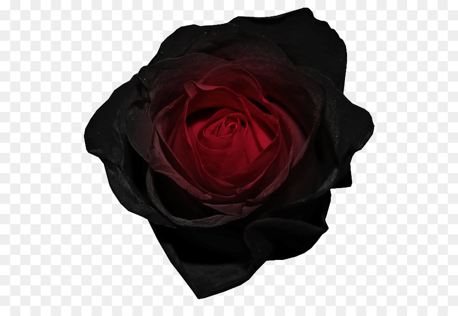 Flor Vermelha, Flor Rosa, Black Background png transparente grátis